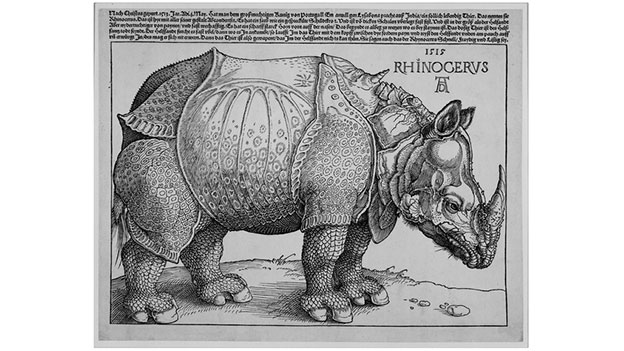 le rhinoceros de durer gravure